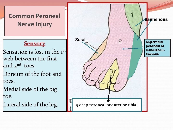 SCIATIC NERVE Prof Saeed Abuel Makarem OBJECTIVES By