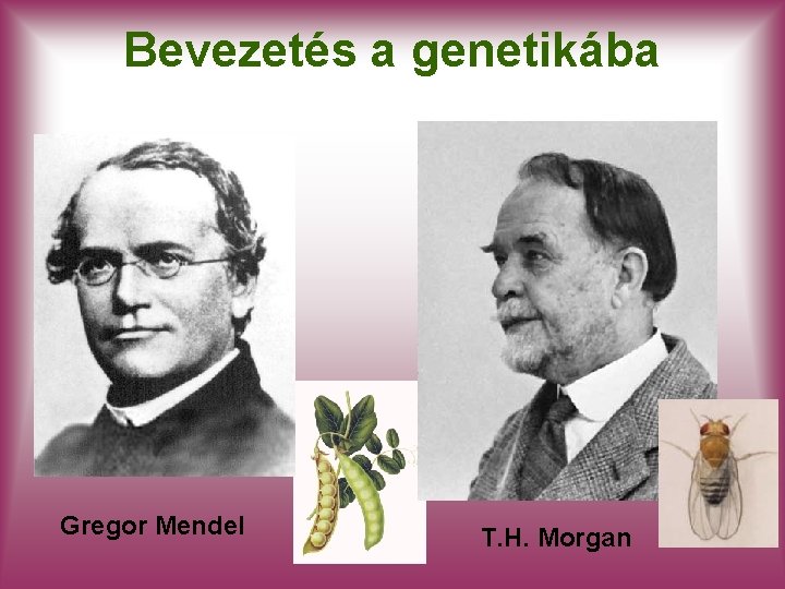 Bevezetés a genetikába Gregor Mendel T. H. Morgan 