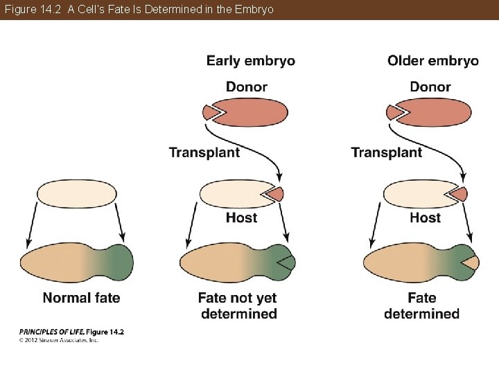 Figure 14. 2 A Cell’s Fate Is Determined in the Embryo 