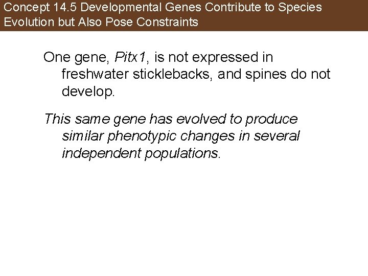 Concept 14. 5 Developmental Genes Contribute to Species Evolution but Also Pose Constraints One