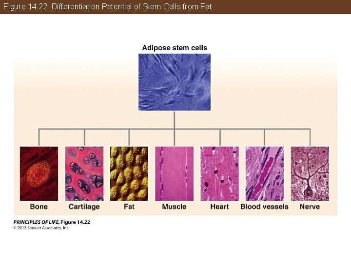 Figure 14. 22 Differentiation Potential of Stem Cells from Fat 