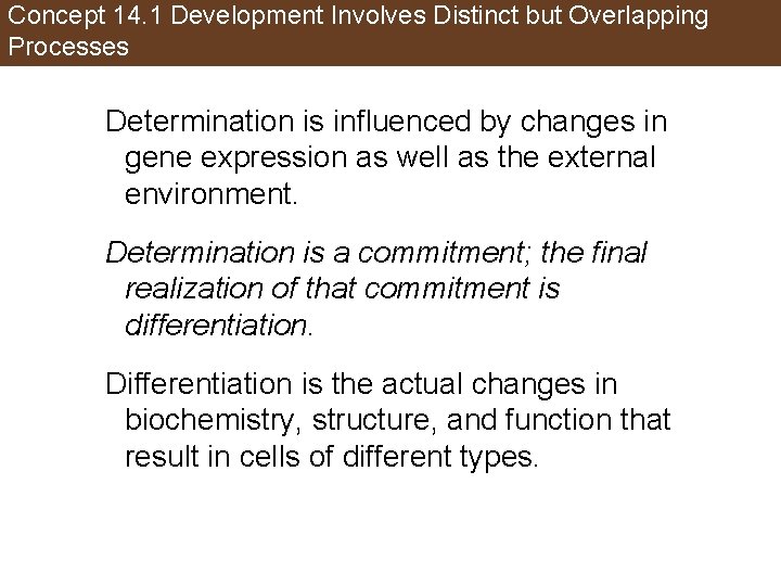 Concept 14. 1 Development Involves Distinct but Overlapping Processes Determination is influenced by changes