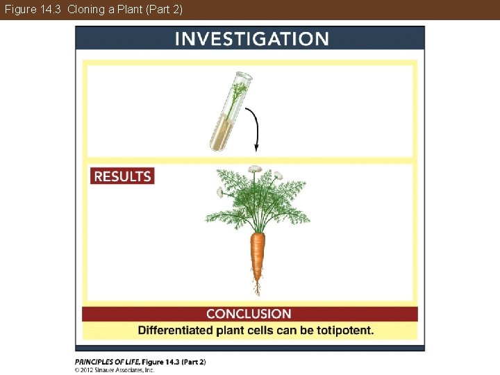 Figure 14. 3 Cloning a Plant (Part 2) 