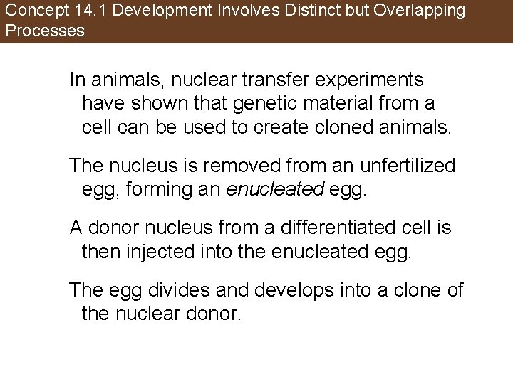 Concept 14. 1 Development Involves Distinct but Overlapping Processes In animals, nuclear transfer experiments
