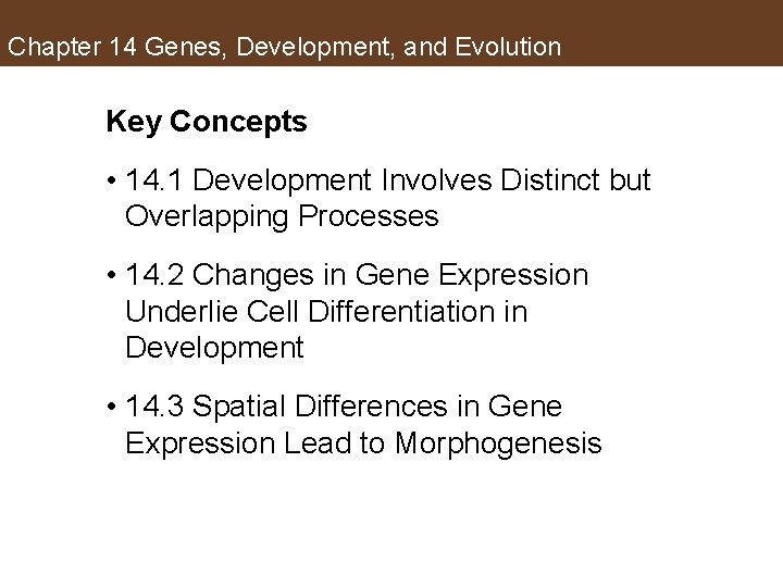 Chapter 14 Genes, Development, and Evolution Key Concepts • 14. 1 Development Involves Distinct