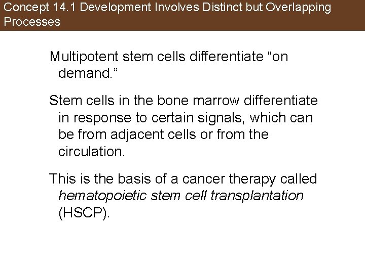 Concept 14. 1 Development Involves Distinct but Overlapping Processes Multipotent stem cells differentiate “on