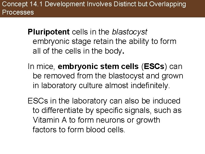 Concept 14. 1 Development Involves Distinct but Overlapping Processes Pluripotent cells in the blastocyst
