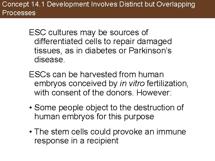 Concept 14. 1 Development Involves Distinct but Overlapping Processes ESC cultures may be sources