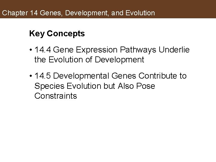 Chapter 14 Genes, Development, and Evolution Key Concepts • 14. 4 Gene Expression Pathways