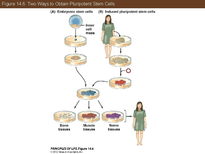Figure 14. 6 Two Ways to Obtain Pluripotent Stem Cells 