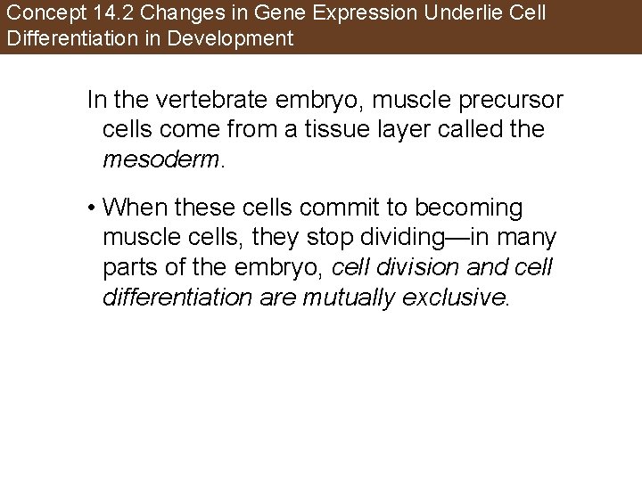 Concept 14. 2 Changes in Gene Expression Underlie Cell Differentiation in Development In the