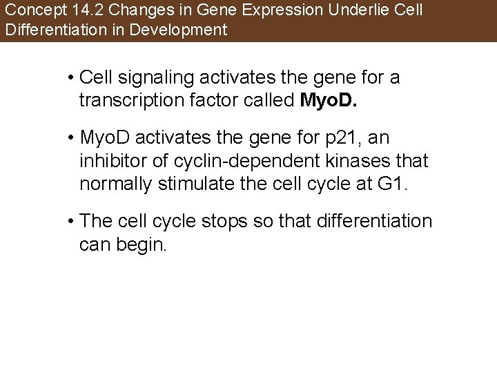 Concept 14. 2 Changes in Gene Expression Underlie Cell Differentiation in Development • Cell