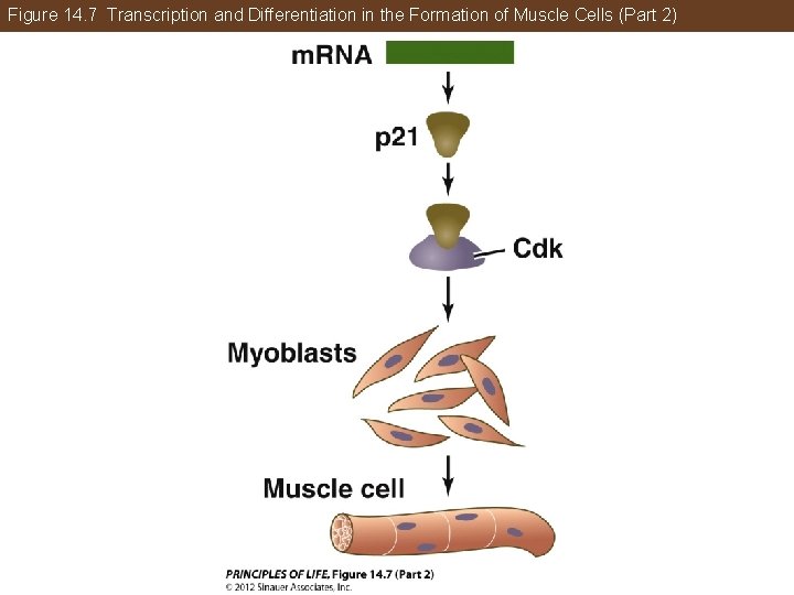 Figure 14. 7 Transcription and Differentiation in the Formation of Muscle Cells (Part 2)