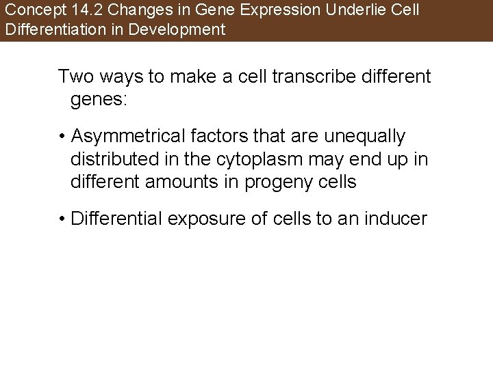 Concept 14. 2 Changes in Gene Expression Underlie Cell Differentiation in Development Two ways
