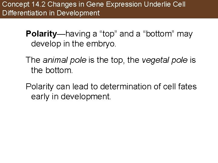 Concept 14. 2 Changes in Gene Expression Underlie Cell Differentiation in Development Polarity—having a