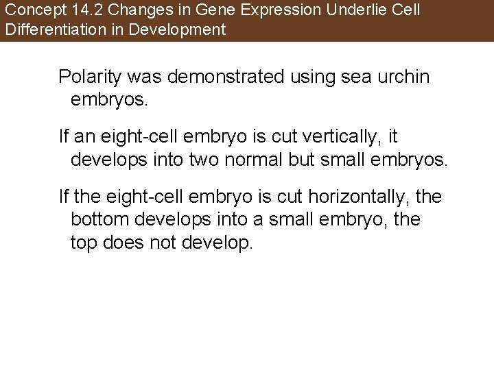 Concept 14. 2 Changes in Gene Expression Underlie Cell Differentiation in Development Polarity was