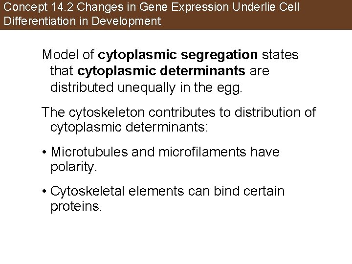 Concept 14. 2 Changes in Gene Expression Underlie Cell Differentiation in Development Model of