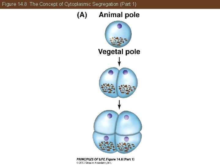 Figure 14. 8 The Concept of Cytoplasmic Segregation (Part 1) 
