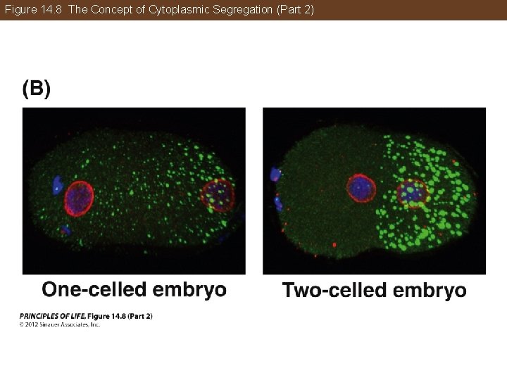 Figure 14. 8 The Concept of Cytoplasmic Segregation (Part 2) 