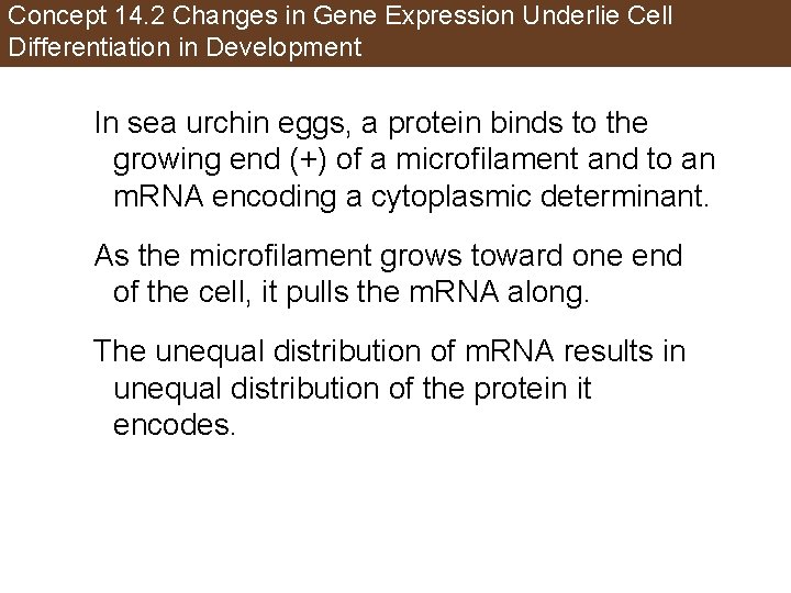 Concept 14. 2 Changes in Gene Expression Underlie Cell Differentiation in Development In sea