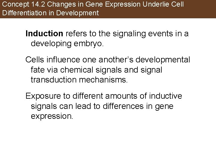 Concept 14. 2 Changes in Gene Expression Underlie Cell Differentiation in Development Induction refers