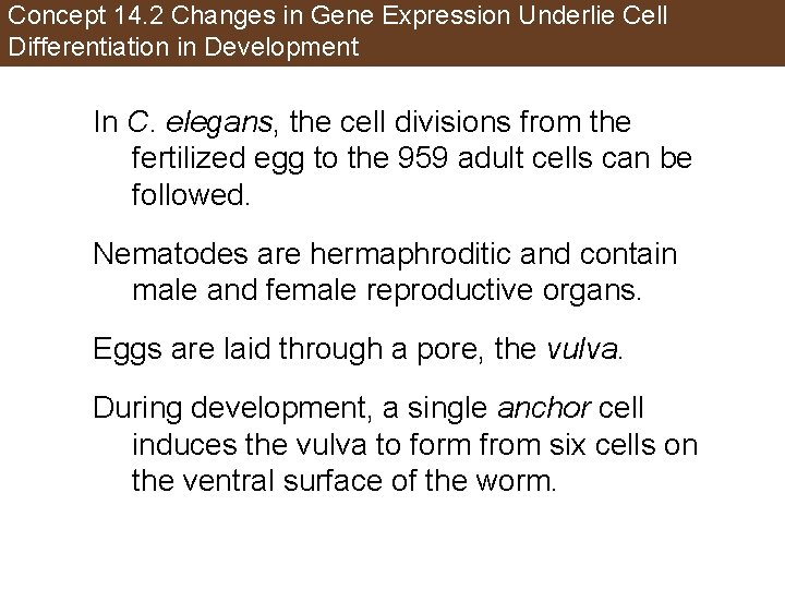 Concept 14. 2 Changes in Gene Expression Underlie Cell Differentiation in Development In C.