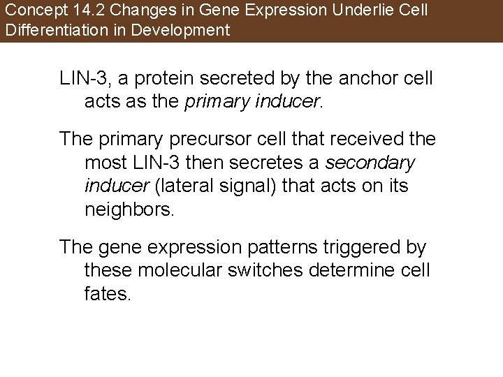 Concept 14. 2 Changes in Gene Expression Underlie Cell Differentiation in Development LIN-3, a