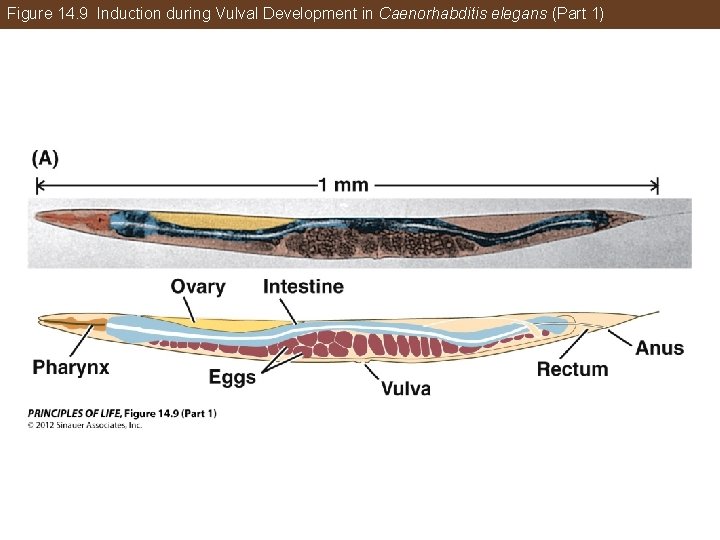 Figure 14. 9 Induction during Vulval Development in Caenorhabditis elegans (Part 1) 