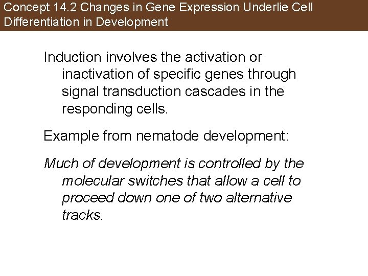 Concept 14. 2 Changes in Gene Expression Underlie Cell Differentiation in Development Induction involves