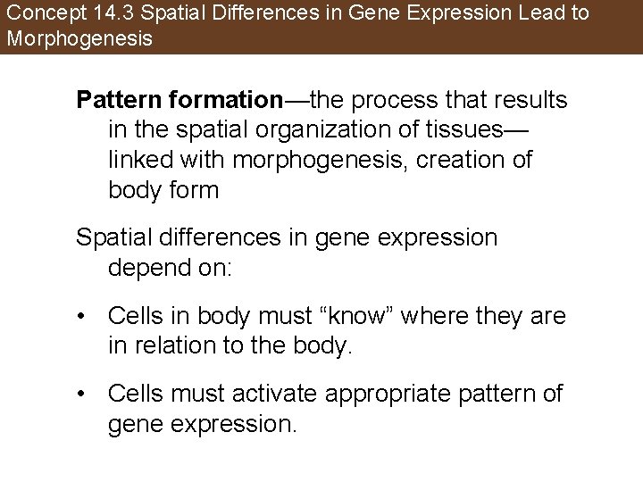 Concept 14. 3 Spatial Differences in Gene Expression Lead to Morphogenesis Pattern formation—the process