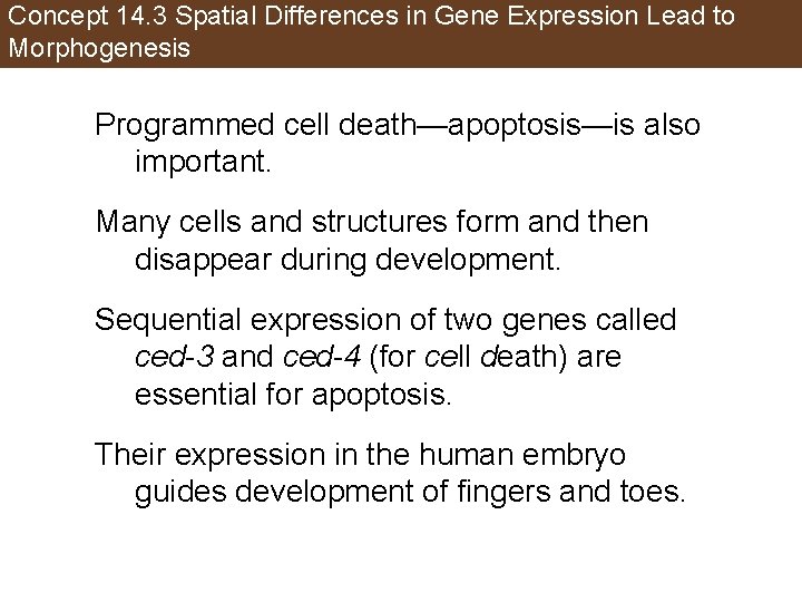 Concept 14. 3 Spatial Differences in Gene Expression Lead to Morphogenesis Programmed cell death—apoptosis—is