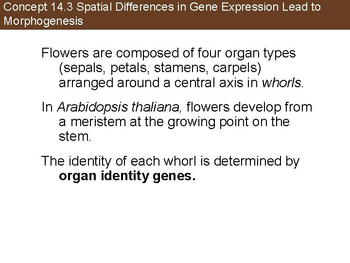 Concept 14. 3 Spatial Differences in Gene Expression Lead to Morphogenesis Flowers are composed