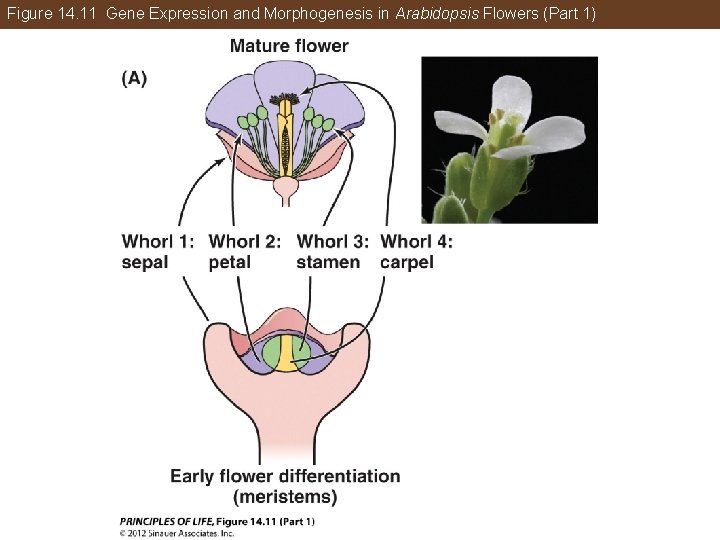 Figure 14. 11 Gene Expression and Morphogenesis in Arabidopsis Flowers (Part 1) 