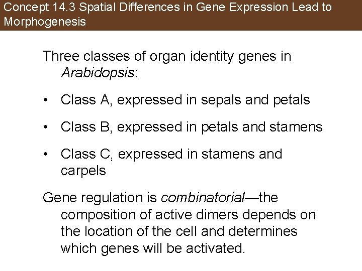Concept 14. 3 Spatial Differences in Gene Expression Lead to Morphogenesis Three classes of