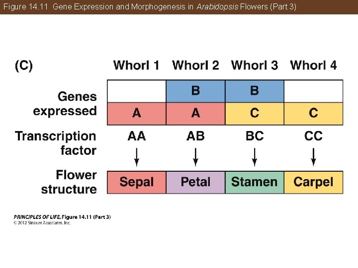 Figure 14. 11 Gene Expression and Morphogenesis in Arabidopsis Flowers (Part 3) 