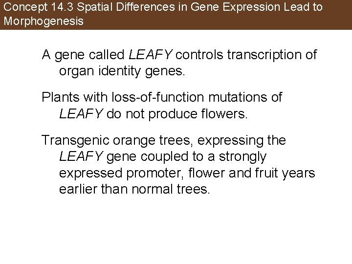 Concept 14. 3 Spatial Differences in Gene Expression Lead to Morphogenesis A gene called