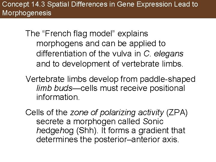 Concept 14. 3 Spatial Differences in Gene Expression Lead to Morphogenesis The “French flag