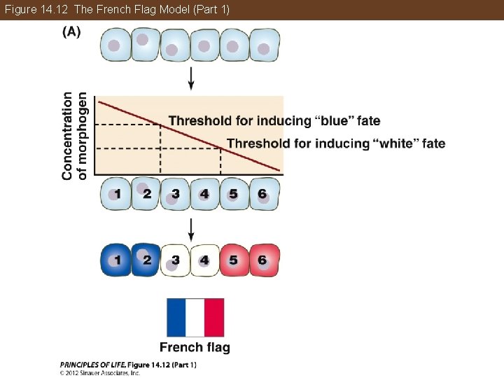 Figure 14. 12 The French Flag Model (Part 1) 