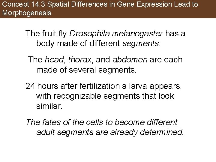 Concept 14. 3 Spatial Differences in Gene Expression Lead to Morphogenesis The fruit fly