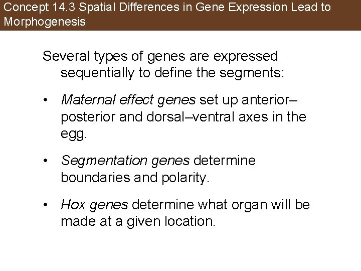 Concept 14. 3 Spatial Differences in Gene Expression Lead to Morphogenesis Several types of