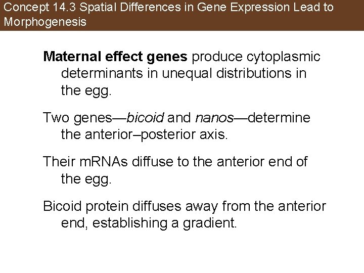 Concept 14. 3 Spatial Differences in Gene Expression Lead to Morphogenesis Maternal effect genes