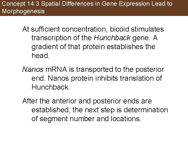Concept 14. 3 Spatial Differences in Gene Expression Lead to Morphogenesis At sufficient concentration,