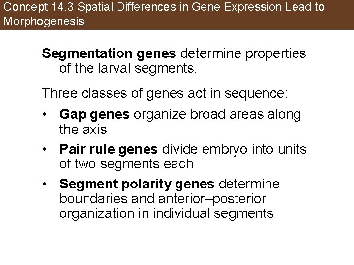 Concept 14. 3 Spatial Differences in Gene Expression Lead to Morphogenesis Segmentation genes determine
