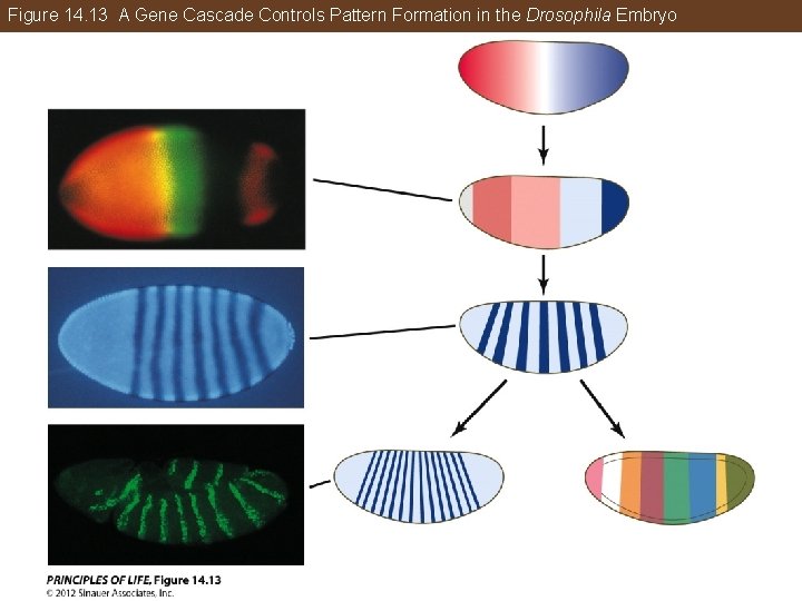 Figure 14. 13 A Gene Cascade Controls Pattern Formation in the Drosophila Embryo 