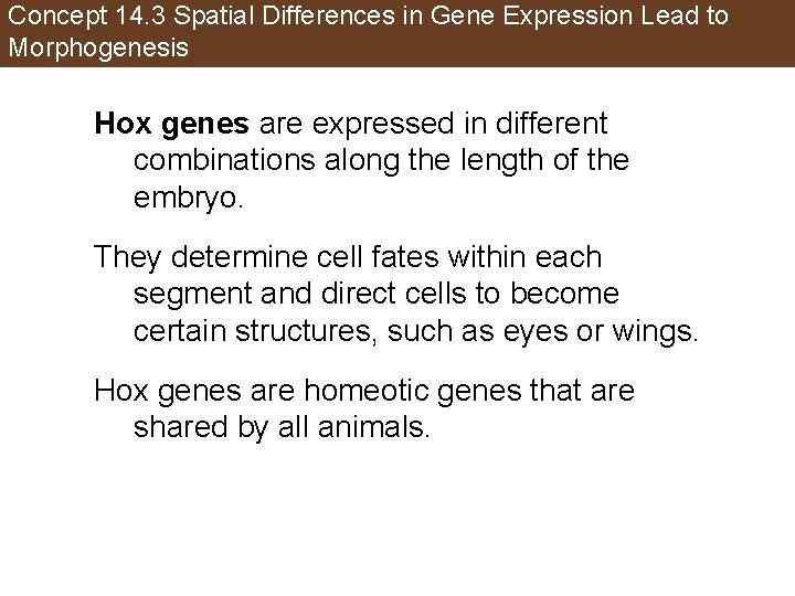 Concept 14. 3 Spatial Differences in Gene Expression Lead to Morphogenesis Hox genes are