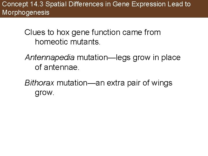 Concept 14. 3 Spatial Differences in Gene Expression Lead to Morphogenesis Clues to hox
