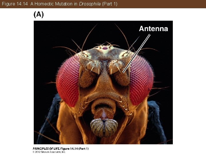 Figure 14. 14 A Homeotic Mutation in Drosophila (Part 1) 