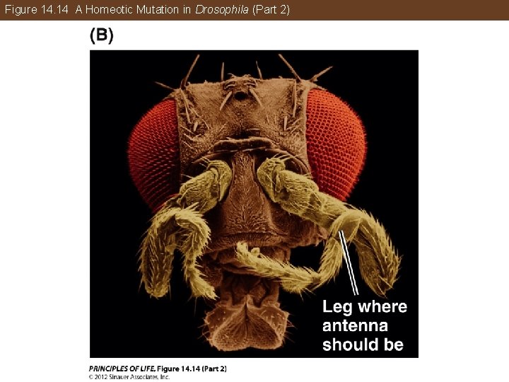 Figure 14. 14 A Homeotic Mutation in Drosophila (Part 2) 