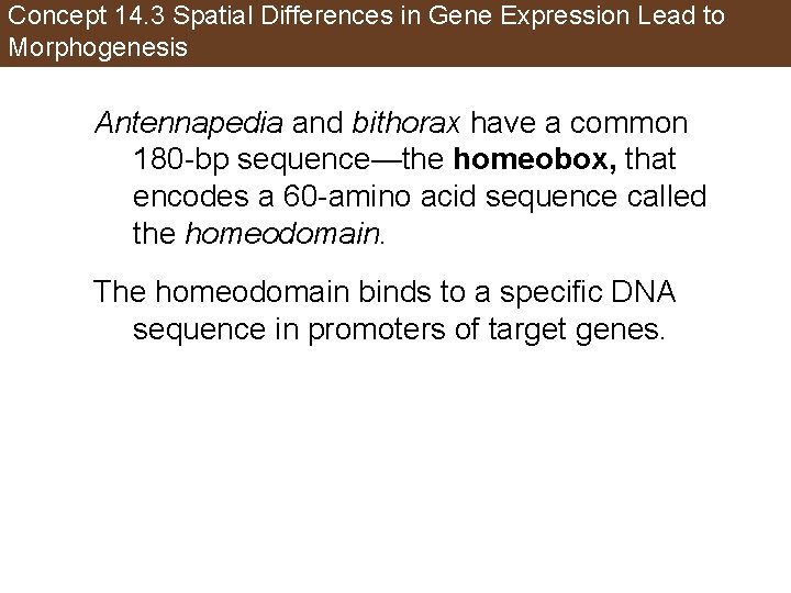 Concept 14. 3 Spatial Differences in Gene Expression Lead to Morphogenesis Antennapedia and bithorax