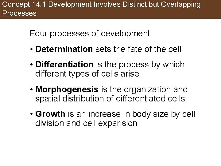 Concept 14. 1 Development Involves Distinct but Overlapping Processes Four processes of development: •